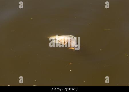 Goias, Brésil – 23 mars 2022 : un poisson mort, pourri, flottant sur l'eau d'un lac. Banque D'Images