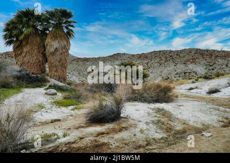 Deux grands palmiers, couverts de frondes mortes, dans le désert près de Mountain Palm Springs, dans la partie sud du parc du désert d'Anza-Borrego, en Californie Banque D'Images