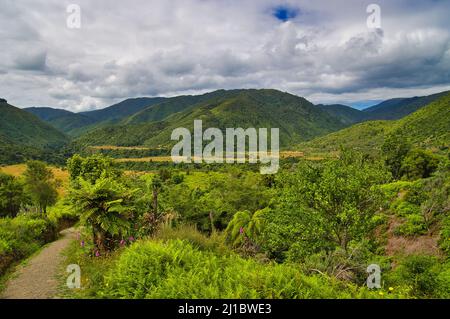 Boielle Flat dans la zone Otaki Forks du parc forestier de Tararua, Île du Nord, Nouvelle-Zélande, une zone montagneuse avec forêt tropicale et marais Banque D'Images