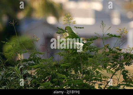 Une belle photo d'un paraquet à anneaux roses assis sur une plante Banque D'Images