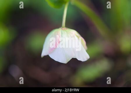 Gros plan d'une tête de fleur Helleborus orientalis « Rose Lady » Banque D'Images