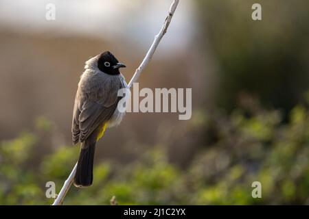 Bulbul à dominante blanche (Pycnonotus xanthopygos), Jordanie. Banque D'Images