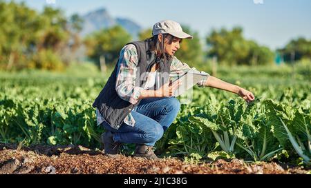 Les bons agriculteurs vérifient régulièrement l'état de leurs récoltes. Prise de vue en longueur d'une jeune agricultrice utilisant une tablette numérique tout en inspectant les récoltes sur elle Banque D'Images