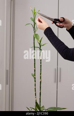 Femme mains coupant des bouts jaunes sur Dracaena sanderiana feuilles Banque D'Images