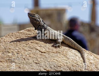 Photo de ctenosaura hemilopha lizard, au petit foyer, sur une grande pierre, en plein soleil avec un arrière-plan flou Banque D'Images