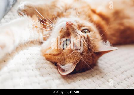 Chat de gingembre allongé sur une couverture à l'envers. Un animal endormi se détendant et se sentant à l'aise à la maison le matin ensoleillé Banque D'Images