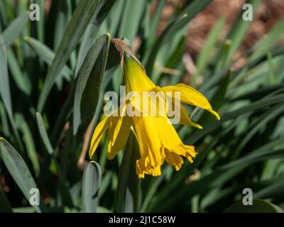 Fleurs de jonquille jaune au printemps Banque D'Images