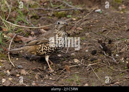 Mhistle Grush (Turdus visciphorus) collecte de matériel de nidification Norwich GB UK Mars 2022 Banque D'Images