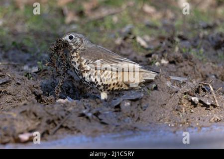 Mhistle Grush (Turdus visciphorus) collecte de matériel de nidification Norwich GB UK Mars 2022 Banque D'Images