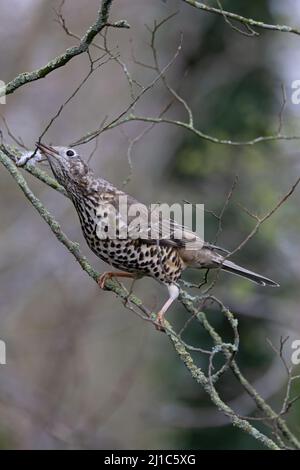 Mhistle Grush (Turdus visciphorus) collecte de matériel de nidification Norwich GB UK Mars 2022 Banque D'Images