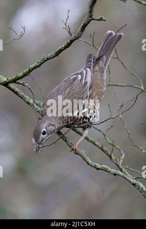 Mhistle Grush (Turdus visciphorus) collecte de matériel de nidification Norwich GB UK Mars 2022 Banque D'Images