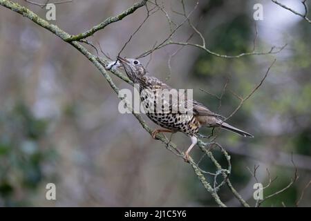 Mhistle Grush (Turdus visciphorus) collecte de matériel de nidification Norwich GB UK Mars 2022 Banque D'Images