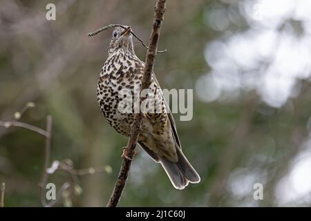 Mhistle Grush (Turdus visciphorus) collecte de matériel de nidification Norwich GB UK Mars 2022 Banque D'Images