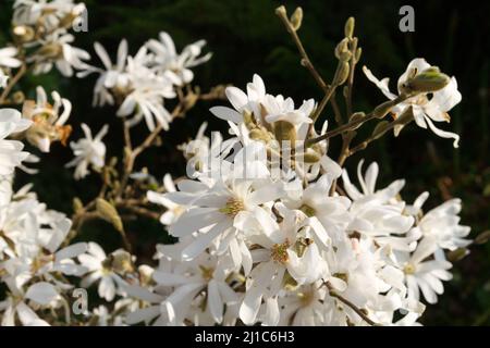 Magnolia stellata, ou étoile magnolia floraison au début du printemps au Royaume-Uni avec ses grandes fleurs blanches Banque D'Images