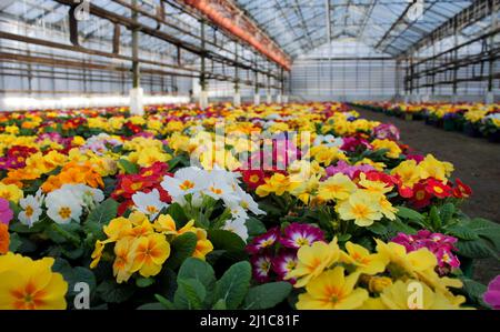 Un tapis de nombreuses fleurs de premrose multicolores, également connu sous le nom de cowslip, poussent et vendent dans une serre. Mise au point sélective. Banque D'Images