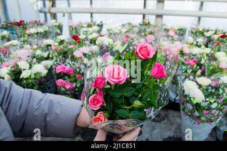 Les mains tiennent des roses roses de Bush enveloppées dans du papier cadeau dans un pot de fleur. Vente à la fleuriste. Banque D'Images