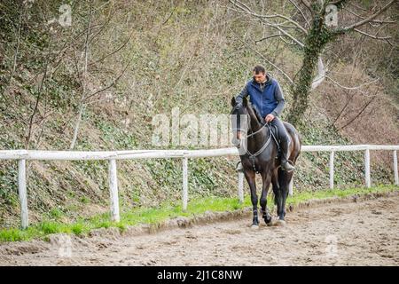 Novi Sad, Serbie - 16 mars 2019: Horseman dans la formation d'un cheval de compensation. Images éditoriales Banque D'Images