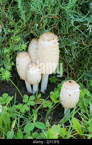 Groupe de champignons de la forme ovale blanc de l'avocat sur la pelouse du jardin Banque D'Images