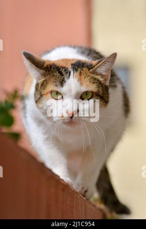 Eauropean shorthair Calico Cat avec les yeux verts rampant vers la caméra Banque D'Images