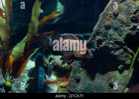 Un poisson brun tout seul dans l'eau en regardant à la personne de caméra tout en étant placé devant un rocher dans le réservoir de l'aquarium. Banque D'Images