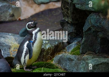 Un oiseau debout devant les rochers au zoo local. Banque D'Images