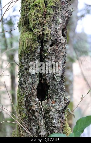 Un arbre avec une grande prise en elle, une ligne s'étend vers le haut du trou menant à une abondance de mousses poussant hors de l'arbre. Banque D'Images