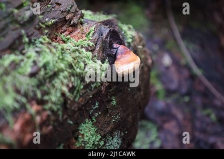 Un champignon qui pousse sur le côté d'une bûche pourrie recouverte de mousse au milieu de la forêt. Banque D'Images