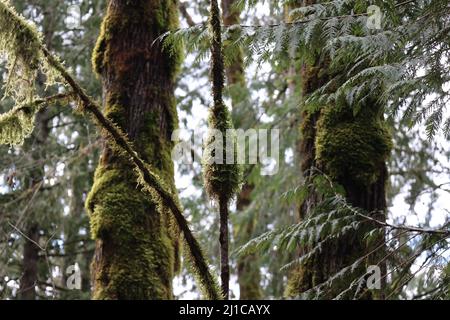 Deux bâtons de mousse se tenant vers le haut devant deux arbres recouverts de mousse. Banque D'Images