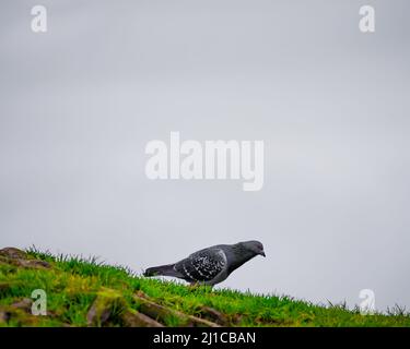 Un oiseau qui descend une colline verdoyante en face d'un fond couvert. Banque D'Images