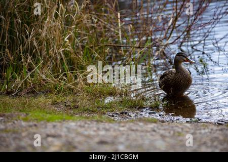 Un canard dans un étang à la ligne de rivage au parc local. Banque D'Images