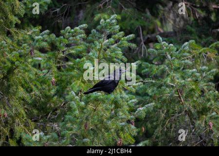 Un corbeau debout au-dessus des branches de l'arbre qui s'enfile. Banque D'Images