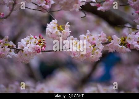 Gros plan sur des fleurs roses riches et lumineuses avec des bouts verts. Banque D'Images