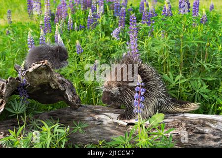 Porcupine (Erethizon dorsatum) adulte et Porcupette sur la lupin en arrière-plan été - animaux captifs Banque D'Images