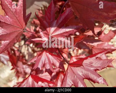 Un gros plan vertical à angle élevé des feuilles d'érable rouge (Acer rubrum) Banque D'Images