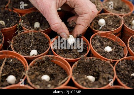 Semences de pois gallois en cours de plantation dans des pots de plantes Banque D'Images