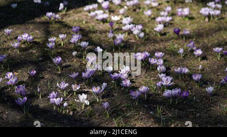 Beaucoup de fleurs de crocus multicolores dans le parc sur la prairie, primrose de printemps.fleurs de jardin Banque D'Images