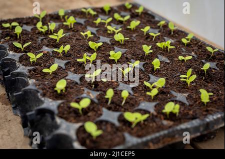 Plantules de laitue poussant dans un bac à semences en plastique sur un banc en bois. Banque D'Images