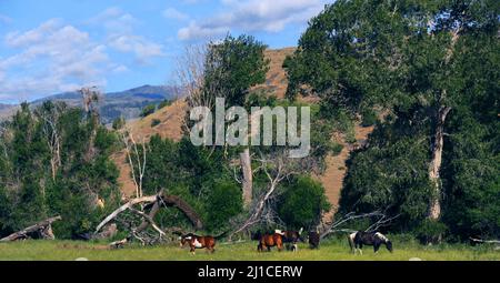 Cinq chevaux d'Apaloosa se broutent parmi les contreforts de la chaîne de montagnes d'Absaroka, dans la vallée du Paradis, au Montana. Banque D'Images