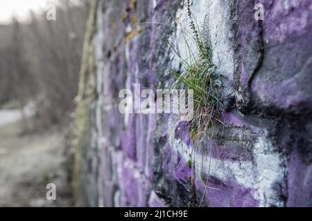 L'herbe pousse d'un mur à un ancien passage inférieur de chemin de fer. Le mur est vaporisé de graffiti. Banque D'Images