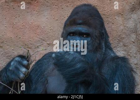 Gorilla - Portrait d'un singe adulte dans son habitat naturel. Banque D'Images