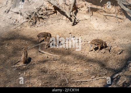 Sanglier - sus scrofa - jeune dans la forêt dans son habitat naturel.Photos de nature sauvage. Banque D'Images