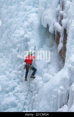 Un grimpeur de glace mâle monte un mur de glace de 160 pi de haut en utilisant des haches et des crampons à glace au parc de glace d'Ouray, dans le Colorado. Un grimpeur principal n'a pas de to Banque D'Images