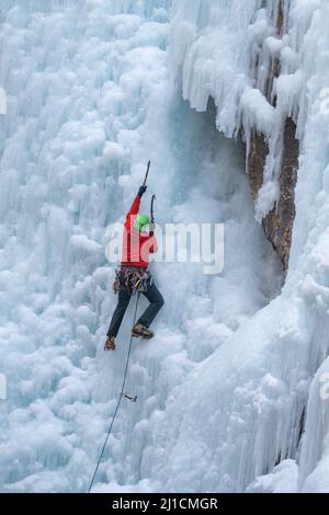 Un grimpeur de glace mâle monte un mur de glace de 160 pi de haut en utilisant des haches et des crampons à glace au parc de glace d'Ouray, dans le Colorado. Un grimpeur principal n'a pas de to Banque D'Images