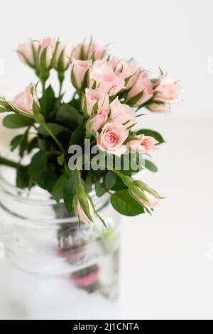 De minuscules boutons roses commencent à fleurir dans un pot de maçon en verre. Banque D'Images