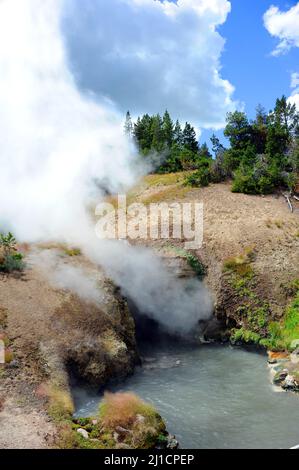 De la vapeur s'échappe des sources chaudes souterraines, à Dragon's Mouth Spring, dans le parc national de Yellowstone. Banque D'Images