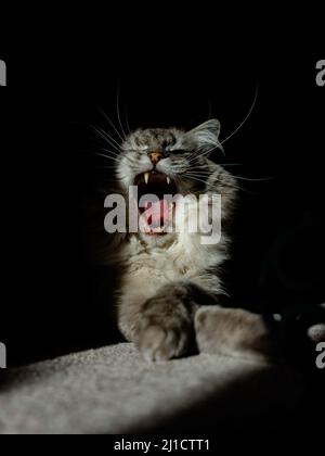 chat posé sur la moquette et l'auvent Banque D'Images