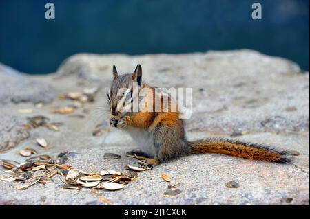 Chipmunk chows vers le bas sur quelques graines de tournesol les visiteurs à Beartooth Pass, dans le Montana, l'ont jeté. Il a une semence entre ses pattes et ses miettes. Banque D'Images