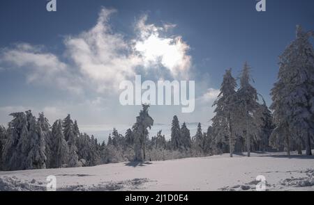 Forêt de pins enneigés gelés sur les montagnes carpathes en Ukraine Banque D'Images