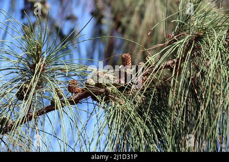 Schachtelhalmblättrige Kasuarine (Casuarina equisetifolia), auch Kängurubaum oder Kasuarinabaim, Fuerteventura, espagnol, Morro Jable Banque D'Images