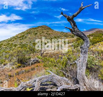 Tronc d'arbre torsadé près du sommet du volcan Mauna Kea 13 796-ft, Mauna Kea, Hawaii, États-Unis Banque D'Images